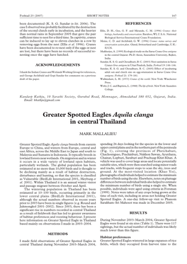 Greater Spotted Eagles Aquila Clanga in Central Thailand