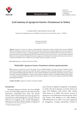 Leaf Anatomy of Agropyron Gaertn. (Gramineae) in Turkey