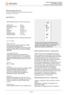 APEH Antibody (N-Term) Purified Rabbit Polyclonal Antibody (Pab) Catalog # Ap1255a