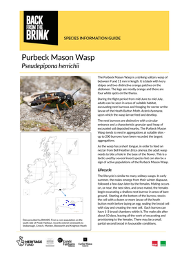 Purbeck Mason Wasp Pseudepipona Herrichii