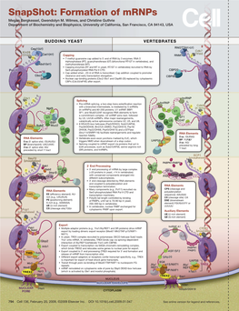 Snapshot: Formation of Mrnps Megan Bergkessel, Gwendolyn M