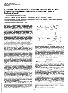 Glutathione Synthetase and D-Alanine:D-Alanine Ligase of Escherichia Coli (Protein Homology/Enzyme Tertiary Structure) CHANG FAN*, PAUL C