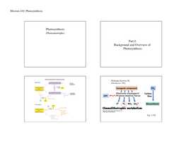 Microm 410: Photosynthesis