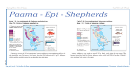 Paama - Epi - Shepherds