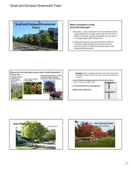 Small and Compact Ornamental Trees