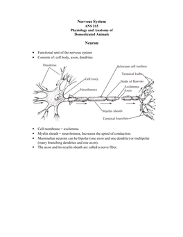 Nervous System Neuron