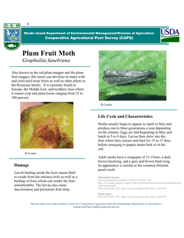 Plum Fruit Moth Grapholita Funebrana
