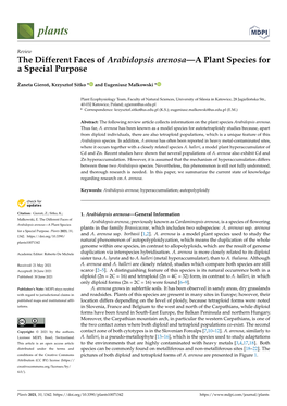 The Different Faces of Arabidopsis Arenosa—A Plant Species for a Special Purpose