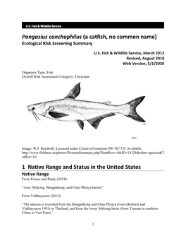 Pangasius Conchophilus (A Catfish, No Common Name) Ecological Risk Screening Summary