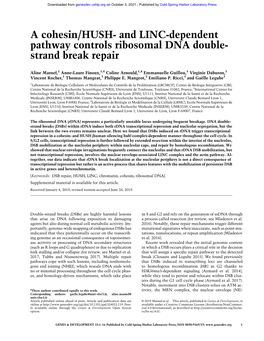 And LINC-Dependent Pathway Controls Ribosomal DNA Double- Strand Break Repair