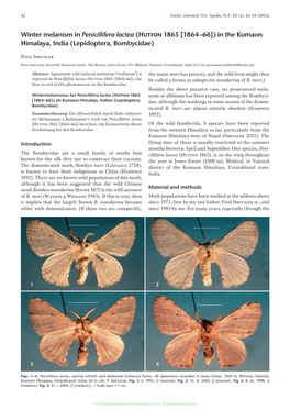 Winter Melanism in Penicillifera Lactea (Hutton 1865 [1864–66]) in the Kumaon Himalaya, India (Lepidoptera, Bombycidae)