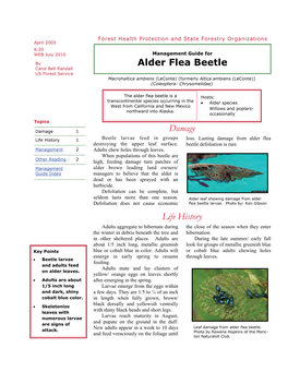 Alder Flea Beetle Carol Bell Randall US Forest Service Macrohaltica Ambiens (Leconte) (Formerly Altica Ambiens (Leconte)) (Coleoptera: Chrysomelidae)