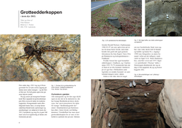 Grotteedderkoppen - Årets Dyr 2012