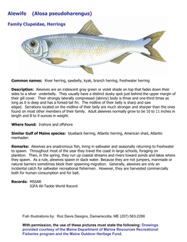 Alewife (Alosa Pseudoharengus)