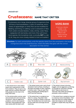 Name the Crustacean