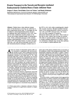 Protein Transport to the Vacuole and Receptor-Mediated Endocytosis by Clathrin Heavy Chain-Deficient Yeast Gregory S