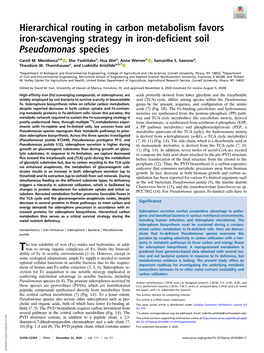 Hierarchical Routing in Carbon Metabolism Favors Iron-Scavenging Strategy in Iron-Deficient Soil Pseudomonas Species