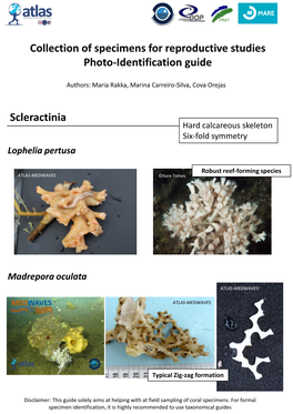 Scleractinia Collection of Specimens for Reproductive Studies Photo