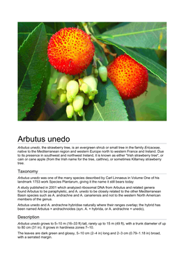 Arbutus Unedo