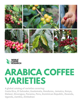 Arabica Coffee Varieties