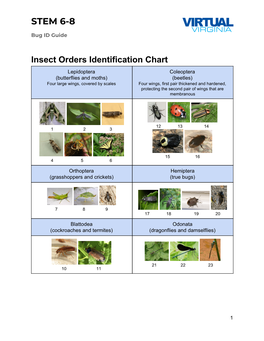 STEM 6-8 Bug ID Guide.Pdf