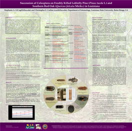 Succession of Coleoptera on Freshly Killed Loblolly Pine And