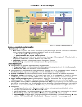 Overview of the Reticular Formation (RF)