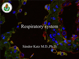 Respiratory System