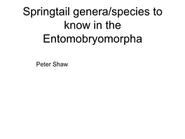 Some Springtail Genera/Species to Know