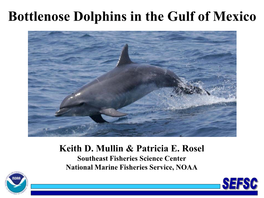 Bottlenose Dolphins in the Gulf of Mexico