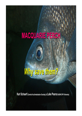 Macquarie Perch Presentation