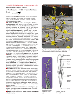 Lobed Prickly Lettuce Lactuca Serriola Asteraceae—Aster Family by Tom Reaume © 2010 Nature Manitoba Grant