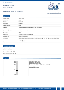 CDK5 Antibody