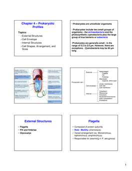 Chapter 4 – Prokaryotic Profiles External Structures Flagella