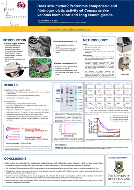 Proteomic Comparison and Fibrinogenolytic Activity of Causus Snake Venoms from Short and Long Venom Glands