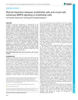 Mutual Interaction Between Endothelial Cells and Mural Cells