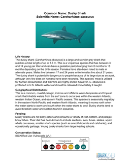 Dusky Shark, Shark Lab | California State University, Long Beach