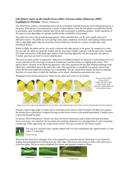 Small Grass-Yellow, Eurema Smilax (Donovan, 1805) Lepidoptera: Pieridae - Wesley Jenkinson