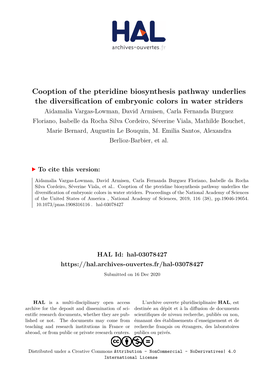 Cooption of the Pteridine Biosynthesis Pathway Underlies the Diversification of Embryonic Colors in Water Striders