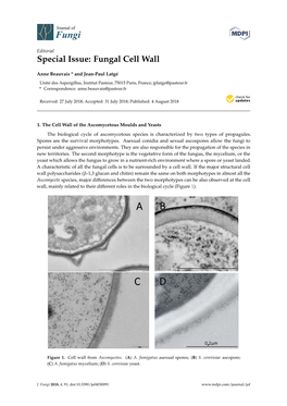 Fungal Cell Wall