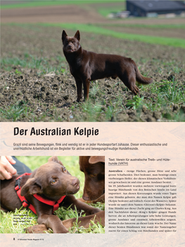 Der Australian Kelpie