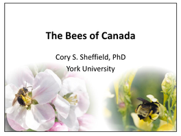 The Bees of Canada