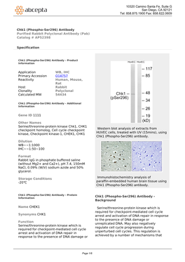 Chk1 (Phospho-Ser296) Antibody Purified Rabbit Polyclonal Antibody (Pab) Catalog # AP52398