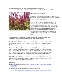 Dye Plant of the Month: Red Amaranth, Blood Amaranth, Hopi Red Dye (Amaranthus Cruentus; Hybrids of A