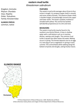 Eastern Mud Turtle Kinosternon Subrubrum ILLINOIS RANGE