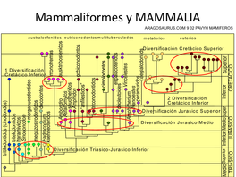 Mammaliformes Y MAMMALIA ARAGOSAURUS.COM 9 02 PAVYH MAMIFEROS