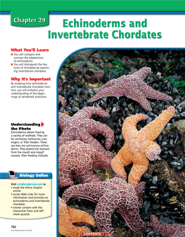 Chapter 29: Echinoderms and Invertebrate Chordates