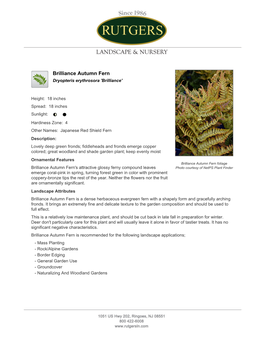 Rutgers Landscape & Nursery Brilliance Autumn Fern