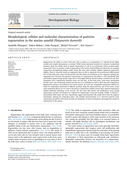 Morphological, Cellular and Molecular Characterization of Posterior