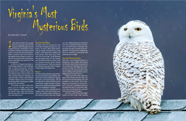 The Owl Mystique Basics Special Characteristics by Glenda C. Booth